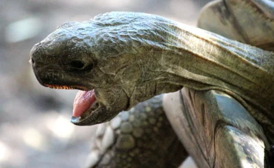 tortoise