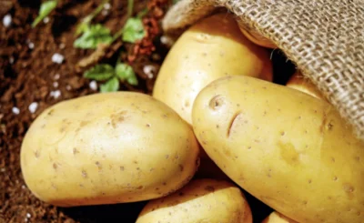 an image of potatoes in soil