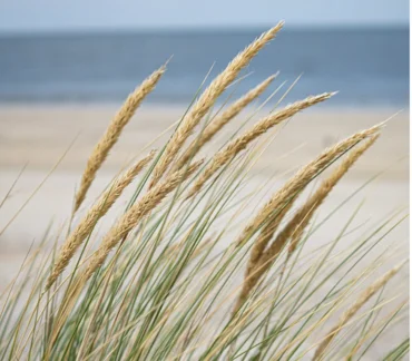 wind