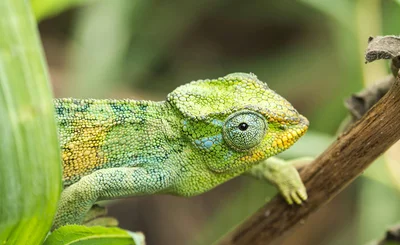 Vibrant chameleon on branch © Rino Adamo - Canva