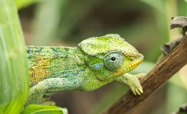 Vibrant chameleon on branch © Rino Adamo - Canva